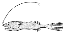 To FishBase images (<i>Gigantactis sexfilis</i>, by Pohl, R.E.)
