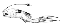 To FishBase images (<i>Gigantactis longicirra</i>, Canada, by Canadian Museum of Nature, Ottawa, Canada)