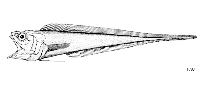 To FishBase images (<i>Glyptophidium argenteum</i>, by FAO)