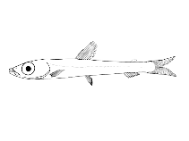 To FishBase images (<i>Glossanodon pygmaeus</i>, Brazil, by Figueiredo, J.L./Menezes, N.A.)
