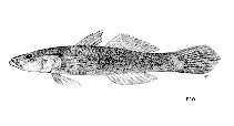 To FishBase images (<i>Glossogobius sparsipapillus</i>, Cambodia, by FAO)
