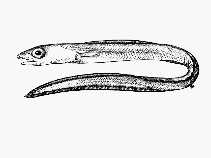 Image of Gnathophis capensis (Southern conger)