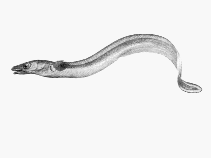 Image of Gnathophis habenatus (Little conger eel)