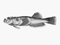 To FishBase images (<i>Gnathagnus innotabilis</i>, by CSIRO)