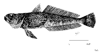 To FishBase images (<i>Notothenia acuta</i>, by FAO)