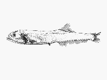 To FishBase images (<i>Gonostoma atlanticum</i>, by SFSA)