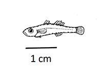 To FishBase images (<i>Gobiopterus mindanensis</i>, by Scott, B./M.-L. Schlappy)