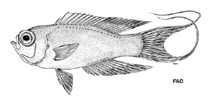 To FishBase images (<i>Grammatonotus crosnieri</i>, by FAO)