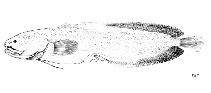 To FishBase images (<i>Gunterichthys longipenis</i>, by FAO)