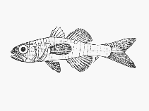To FishBase images (<i>Gymnapogon africanus</i>, Kenya, by SFSA)