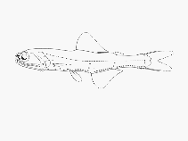 Image of Gymnoscopelus braueri (Brauer’s lanternfish)