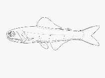 To FishBase images (<i>Gymnoscopelus hintonoides</i>, by SFSA)