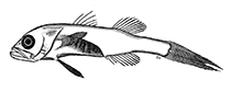 To FishBase images (<i>Gymnapogon melanogaster</i>, Israel, by Golani, D.)