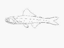 To FishBase images (<i>Gymnoscopelus piabilis</i>, by SFSA)