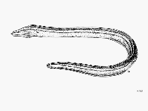 Image of Gymnothorax verrilli (White-edged moray)