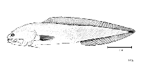 To FishBase images (<i>Hastatobythites arafurensis</i>, by FAO)