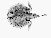 To FishBase images (<i>Halieutaea brevicauda</i>, by CSIRO)