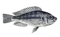 Image of Haplochromis crassilabris 