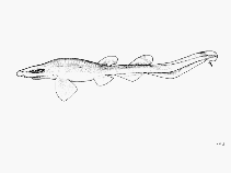 To FishBase images (<i>Halaelurus dawsoni</i>, by FAO)