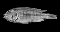 Image of Haplochromis fischeri 