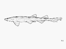 To FishBase images (<i>Haploblepharus fuscus</i>, by FAO)