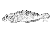 To FishBase images (<i>Harpagifer georgianus</i>, by Lloris, D.)