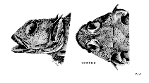 To FishBase images (<i>Harpagifer kerguelensis</i>, by FAO)