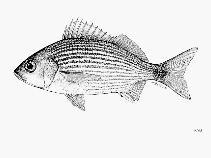 To FishBase images (<i>Haemulon maculicauda</i>, by FAO)
