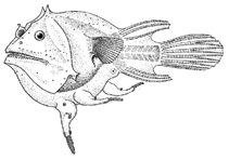 To FishBase images (<i>Edriolychnus schmidti</i>, by Pohl, R.E.)