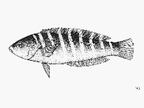 To FishBase images (<i>Halichoeres notospilus</i>, by FAO)