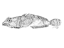 To FishBase images (<i>Harpagifer palliolatus</i>, by Lloris, D.)