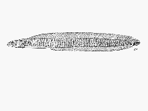 To FishBase images (<i>Halidesmus scapularis</i>, South Africa, by SFSA)