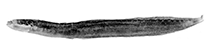 To FishBase images (<i>Halidesmus socotraensis</i>, by Gill, A.C.)