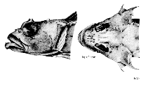 To FishBase images (<i>Harpagifer spinosus</i>, by FAO)