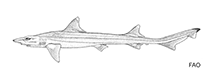 Image of Hemitriakis abdita (Deepwater sicklefin hound shark)