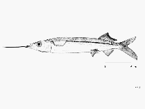 To FishBase images (<i>Hemiramphus archipelagicus</i>, by FAO)