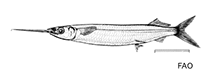 To FishBase images (<i>Hemiramphus bermudensis</i>, by FAO)