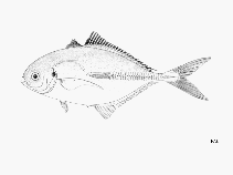 To FishBase images (<i>Hemicaranx bicolor</i>, by FAO)