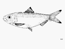 To FishBase images (<i>Herklotsichthys blackburni</i>, by FAO)