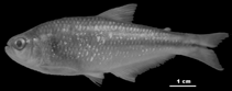 To FishBase images (<i>Hemibrycon brevispini</i>, Colombia, by Romàn-Valencia, C.)