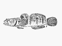 To FishBase images (<i>Hetereleotris caminata</i>, Kenya, by SFSA)