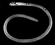To FishBase images (<i>Heteroconger cobra</i>, Solomon Is., by Randall, J.E.)