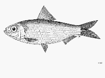 To FishBase images (<i>Herklotsichthys dispilonotus</i>, by FAO)