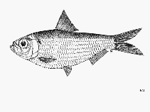 To FishBase images (<i>Herklotsichthys gotoi</i>, by FAO)