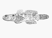 Image of Hetereleotris margaretae (Smooth-scale goby)