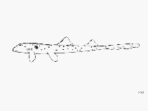 Image of Hemiscyllium ocellatum (Epaulette shark)