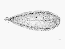 To FishBase images (<i>Heteromycteris proboscideus</i>, by FAO)