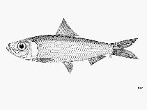 Image of Herklotsichthys punctatus (Spotback herring)