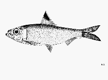 To FishBase images (<i>Herklotsichthys spilurus</i>, by FAO)