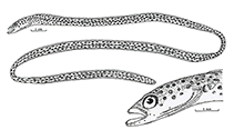 To FishBase images (<i>Heteroconger tomberua</i>, Fiji, by Castle, P.H.J. & J.E. Randall)